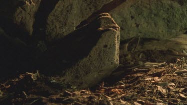 A scorpion moving from under rock towards the camera and out of frame