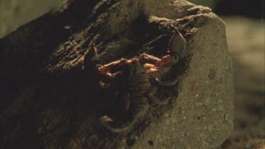 A scorpion lying on a rock