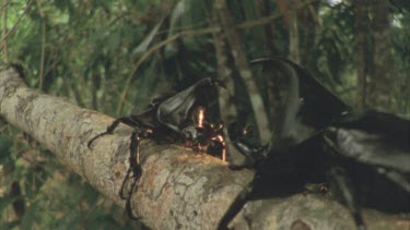 Two male rhino beetles on a tree branch one advances slowly towards the other and crawls over the top and out of frame