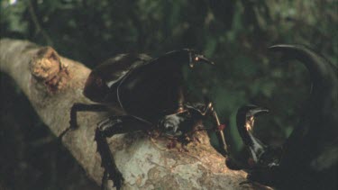 Two male rhino beetles moving around on a tree branch