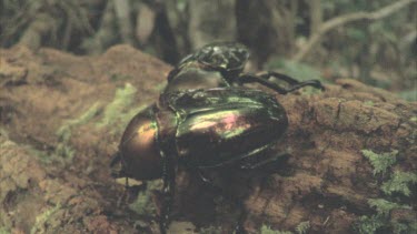 Two stag beetles male and female crawling over a log and over each other