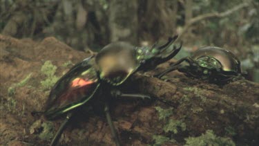 Two stag beetles jousting. The dominant beetle pushes the other away and then walks towards camera and off screen.