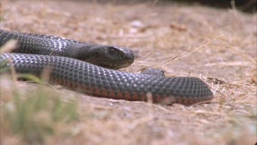 red bellied black snake looking at camera