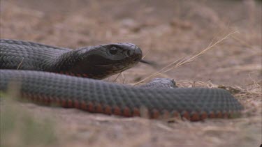 red bellied black snake looking at camera