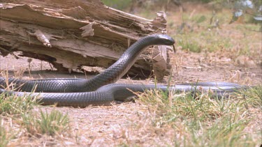 two red bellied black snakes fighting. The dominant snake raises its body and chases the submissive snake.