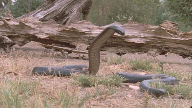 Red Bellied black with body raised chases other snake towards camera.