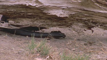 red bellied black snake slithering over fallen log