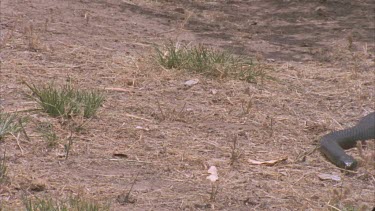 Dominant snake with raised body chases other snake over dry ground.