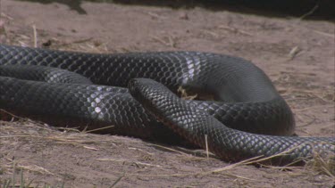 Red bellied black snake moves towards camera with tongue flicking