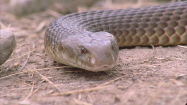 snake slithers along ground