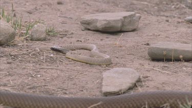 King Brown snake slithers towards Inland Taipan hatchling. The King Brown strikes and catches the hatchling.