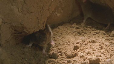 rats in arid burrow, hiding in shadow