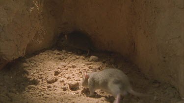 rats in arid burrow
