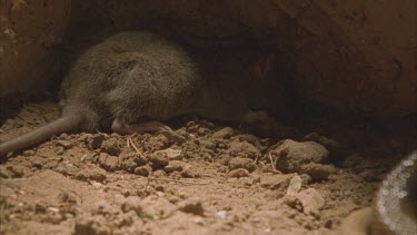 Rat envenomated with Taipan venom, paralyzed, dying