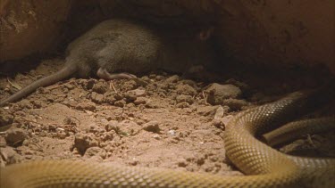 Snake approaches dead rat