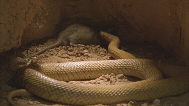 Snake approaches dead rat