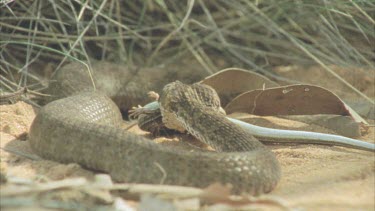 Death Adder with skink in mouth