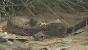 Death Adder waiting in on sand. Skink runs in front of snake and stops. Snake strikes