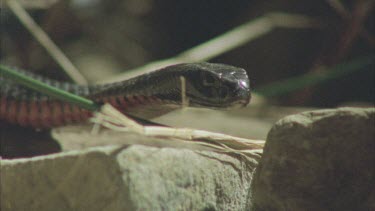 Red Bellied Black snake flicking tongue towards camera