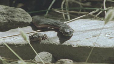 Red Bellied Black snake goes after frog but frog jumps away, off screen.