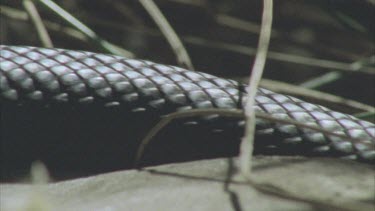 detail of red bellied black snake scales as snake slithers