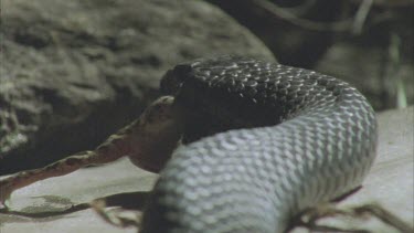 Red Bellied Black snake eating live frog. Frog struggles but snake manages to swallows it down.
