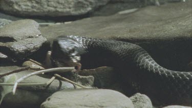Red Bellied Black snake eating live frog. Frog is going down the wrong way, legs first, but snake manages to swallows it.
