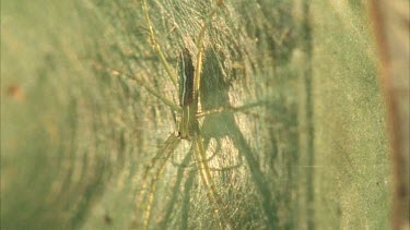 Dolomedes spider on web on leaf