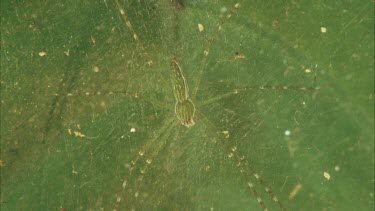 Dolomedes spider on web on leaf