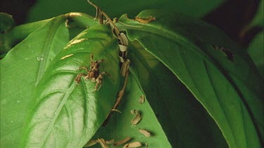 Portia on leaf moving palps and legs