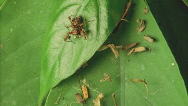 Portia on leaf moving palps and legs