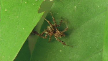 Portia moves from one leaf to the underside of another, see line of silk extending