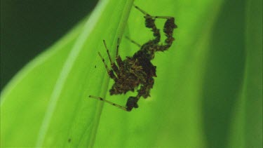 Portia on underside of leaf lit from behind moving palps and legs in robotic fashion