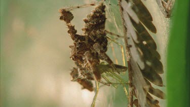 Vertical shot. Portia feeding on captured Dolomedes.