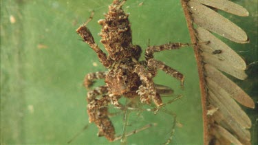View from above. Portia feeding on dolomedes spider.
