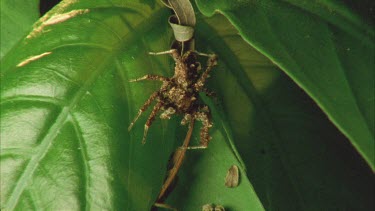 Portia on leaf moving palps and legs