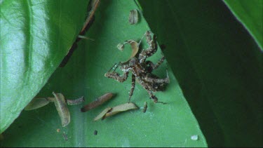 Portia on leaf moving palps and legs