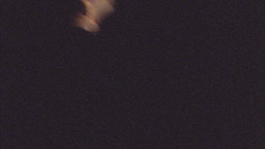 Myotis bat flying across black sky, night