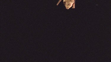 Myotis bat roosting, hanging upside down