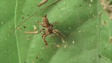 Portia stalking prey, strumming on web to mimic dolomedes prey