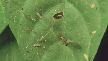 Zoom out from Dolomedes waiting on web to reveal Portia stalking dolomedes.