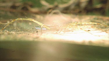 Dolomedes sitting on web. The spider remains stationary.