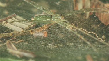 Dolomedes sitting on web, see the spiders white dashed pattern, see the strands of the web.