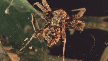 Portia moving onto higher leaf, see the strands of the web