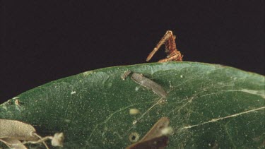 Top shot. Portia feeling way onto leaf, see tips of legs.