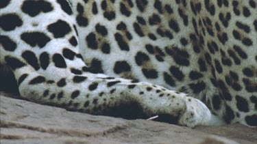 spots on leopards coat and foot