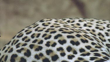 spots on leopards coat