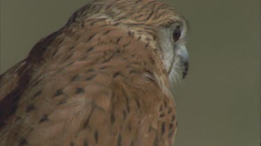 birds head beak and eyes