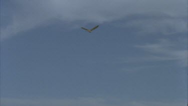 hovering in blue sky swooping out of shot