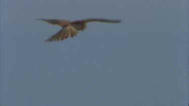 hovering in blue sky then stoop